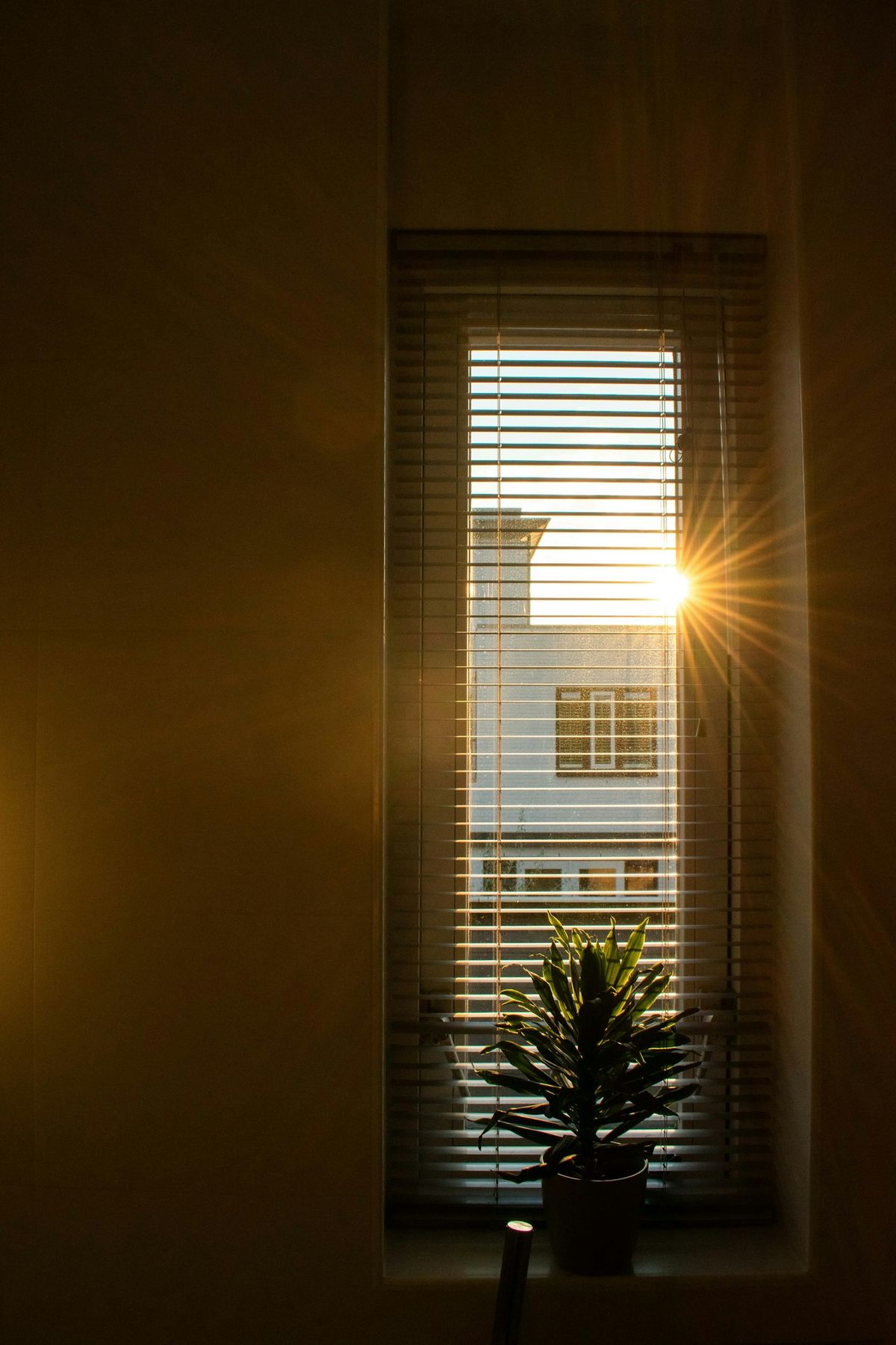 Morgensol som skinner inn gjennom et vindu med potteplante