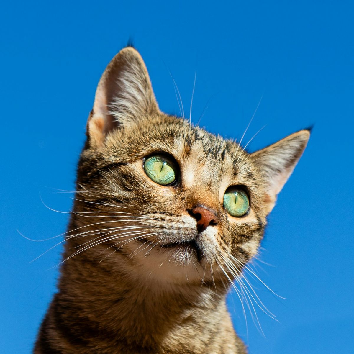 Katt som symbol pa toksoplasmose smitte
