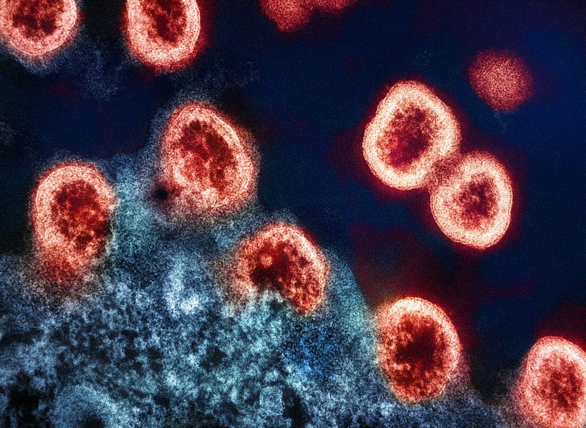 Hvite blodceller og immunforsvar illustrasjon
